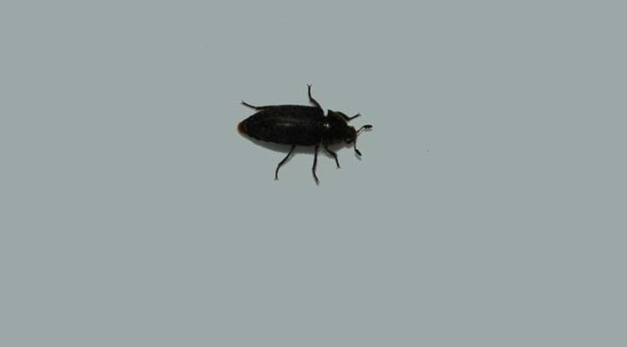 Dermisted Beetle