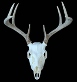 European Mount Whitetail Deer